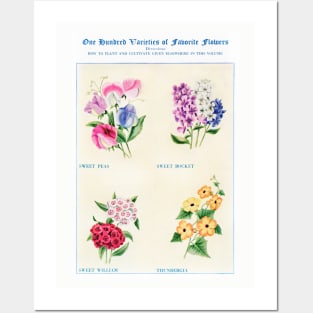 Flower watercolor illustration (1915) Posters and Art